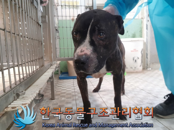 한국동물구조관리협회_441409202500289